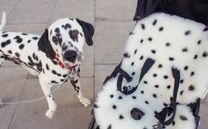 NEW! DALMATIAN FIXED HARNESS SNUGGLER